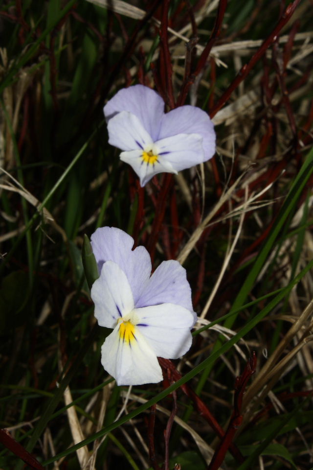 Viole gruppo calcarata da det.-2